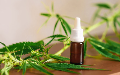 Wellness Hemp Cannabidiol, bottle of CBD oil on cannabis background. Premium marijuana products. Medical cannabis with extract CBD. A place for copy space