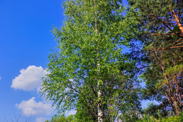 Crowns of trees with green foliage against a blue summer sky and white clouds.