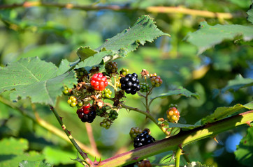 Obraz premium Blackberry harvest in the garden on a summer day.