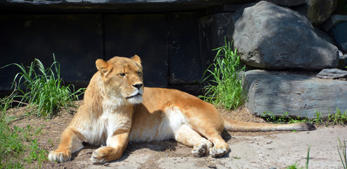 Lion is one of the four big cats in the genus Panthera, and a member of the family Felidae. With...
