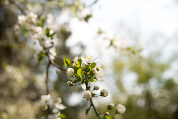 The branches of a blossoming tree. Cherry tree in white flowers and green leaves. Close-up. Blurring background.