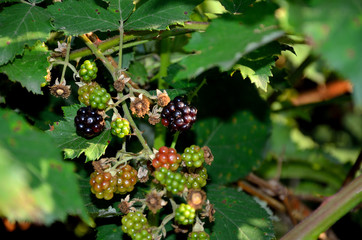 Blackberry harvest in the garden on a summer day.