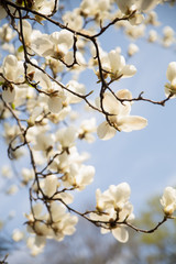  Blooming magnolia tree with white flowers in spring day. In the background blue sky. Botanical garden.