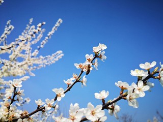 Obraz premium Spring in the orchard - blossom trees - flower details