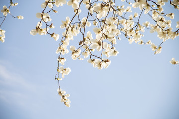  Blooming magnolia tree with white flowers in spring day. In the background blue sky. Botanical garden.