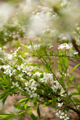  Blooming bush with green leaves and white flowers. Pretty white flowers blooming in a garden. Bush of small white flowers. Close-up.