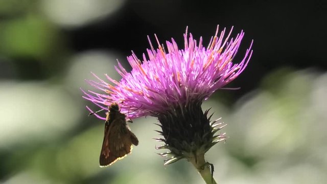 suoni colori,  insetti su cardo