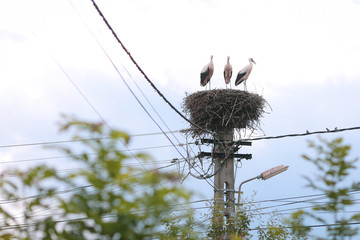 Family of storks living on a nest they made on top of an electricity pole in a rural area of Romania. Wild animals living between humans.