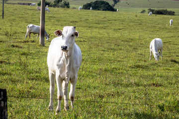 Obraz premium Herd of Nelore cattle grazing in a pasture