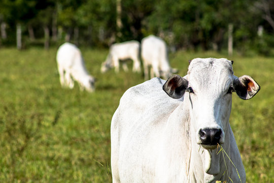 Herd of Nelore cattle grazing in a pasture