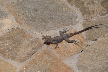 Grey Agama lizard on beige floor, Benguela