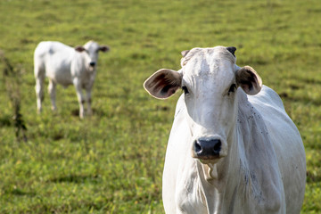 Obraz na płótnie Canvas Herd of Nelore cattle grazing in a pasture