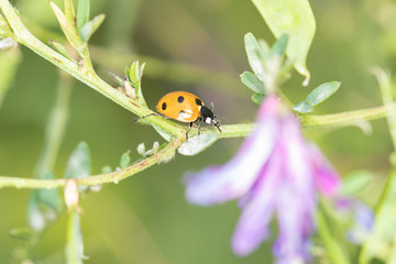 Ladybird 6