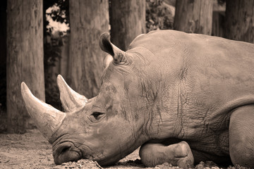 The white rhinoceros or square-lipped rhinoceros is the largest extant species of rhinoceros.  It has a wide mouth used for grazing and is the most social of all rhino species © Daniel Meunier