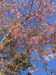 cherry trees in bloom 
