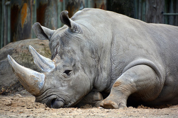 The white rhinoceros or square-lipped rhinoceros is the largest extant species of rhinoceros.  It has a wide mouth used for grazing and is the most social of all rhino species © Daniel Meunier