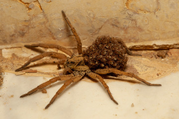 Egyptian Wolf Spider with Young