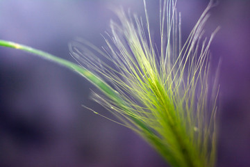 Fototapeta premium Feather grass on a dark background. Closeup. Natural concept