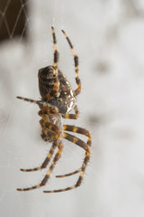 Spider on Web