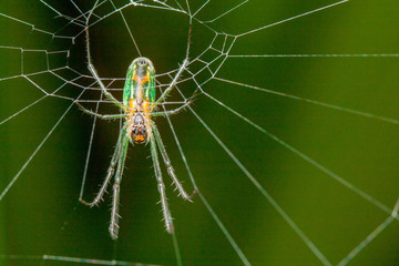 Metallic Spider on Web