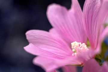 Beautiful pink flower. Mallow (Malva silvestris) on the dark background.