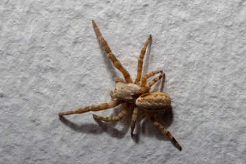 Furry Spider on Wall