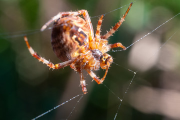 Spider cleaning its web