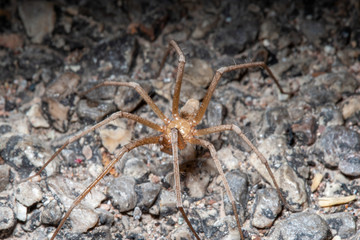 Desert Spider Portrait 