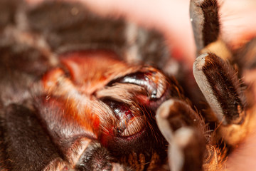 tarantula Fangs