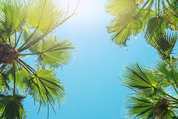 Silhouette of green tropical palm tree leaves with clear blue sky on backgroung at sunset or sunrise time.Summer travel and adventure concept. exotic islands  trip vacation destination. Toned