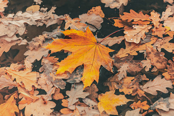 Yellow leaf of maple in water. Concept of rainy autumn weather. Autumn leaves background.