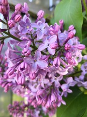 pink flowers in the garden