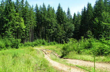 Fototapeta na wymiar Old broken forest road overlooks sunny meadow.
