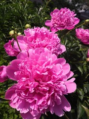 pink flowers in the garden