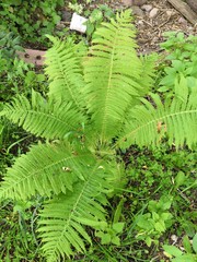 ferns in forest