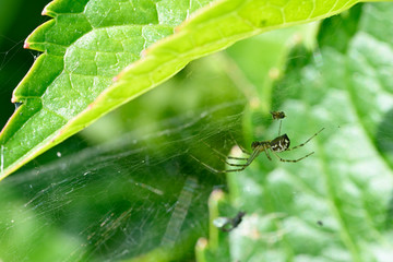 Spider on spider web near green leaves.
