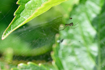Spider on spider web near green leaves.