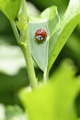 Ladybug on green leaf outdoors.