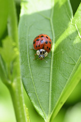 Fototapeta premium Ladybug on green leaf outdoors.