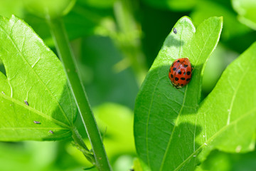 Ladybug on green leaf outdoors.