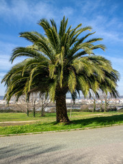 Fototapeta na wymiar einzelne riesige Palme in Ferrol