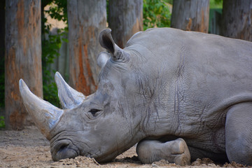 The white rhinoceros or square-lipped rhinoceros is the largest extant species of rhinoceros.  It has a wide mouth used for grazing and is the most social of all rhino species © Daniel Meunier