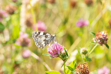 Marble Butterfly 1