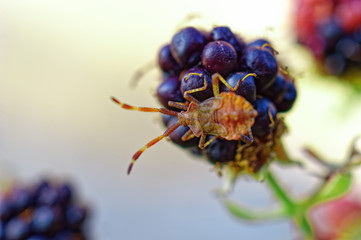 Wanze auf einem Brombeerstrauch als Makro