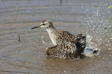 Afrikanische Schnepfe / African snipe or Ethiopian snipe / Gallinago nigripennis..