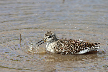 Afrikanische Schnepfe / African snipe or Ethiopian snipe / Gallinago nigripennis..