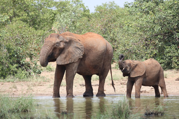 Afrikanischer Elefant / African elephant / Loxodonta africana