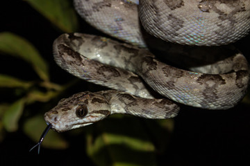 Tree boa