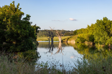 Fototapeta premium Trees reflecting off the water