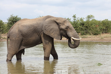 Afrikanischer Elefant / African elephant / Loxodonta africana